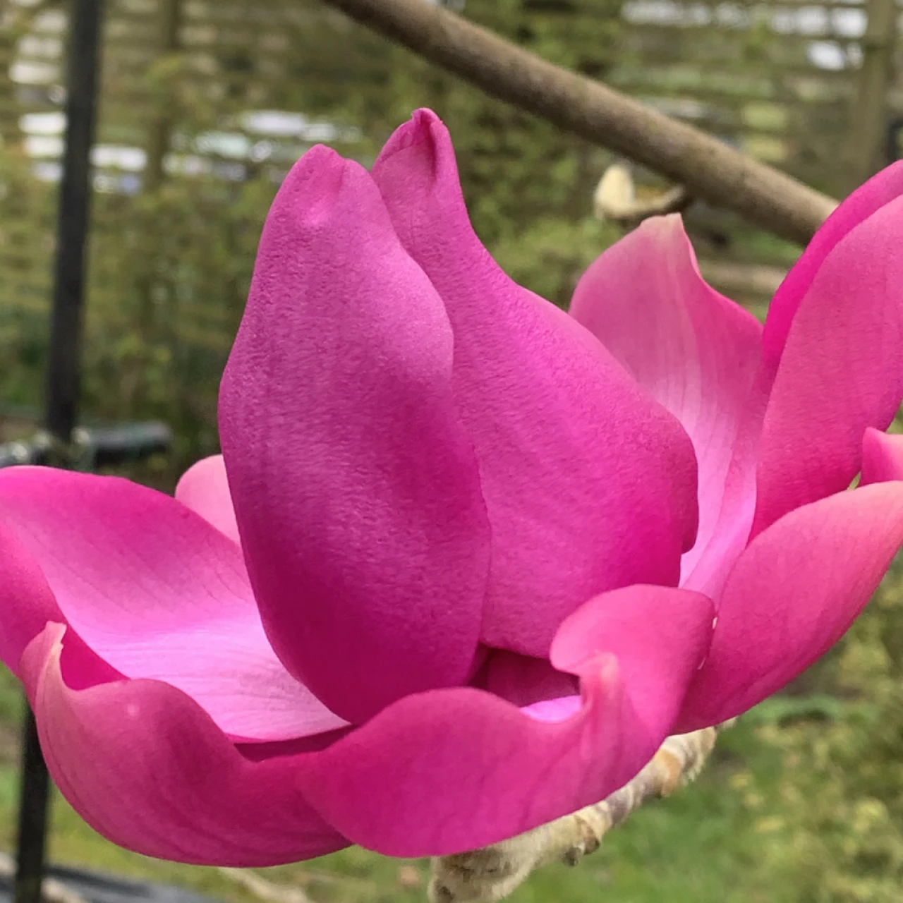 M campbellii ssp mollicomata Lanarth